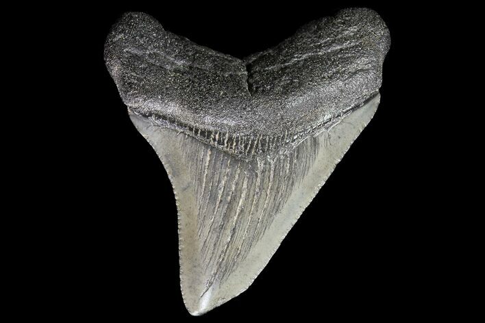 Juvenile Megalodon Tooth - South Carolina #74230
